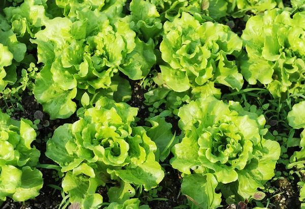 Salatpflanze Auf Dem Feld — Stockfoto