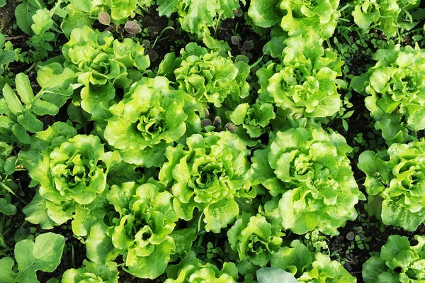 Saláta Üzem Területén — Stock Fotó
