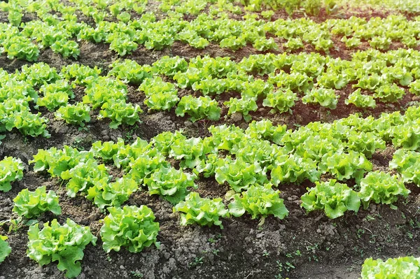 Lechuga Campo — Foto de Stock