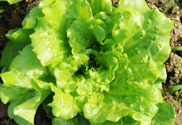 Saláta Üzem Területén — Stock Fotó