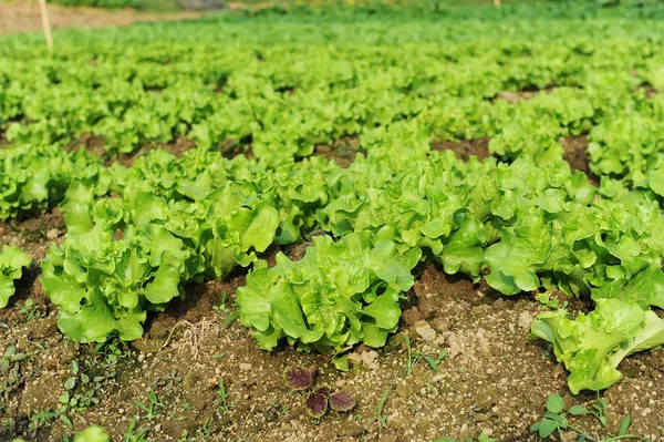 Salatpflanze Auf Dem Feld — Stockfoto