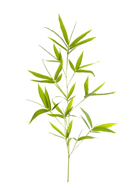 Bamboe Bladeren Geïsoleerd Witte Achtergrond — Stockfoto