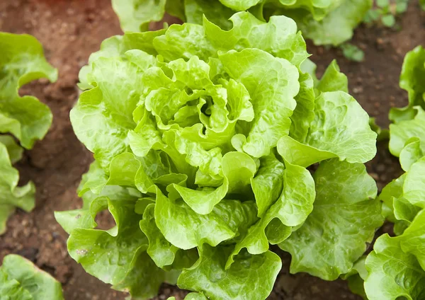 Salatfabrikk Felt – stockfoto