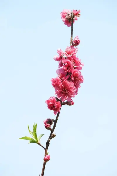 青い空とピンク色の花 — ストック写真