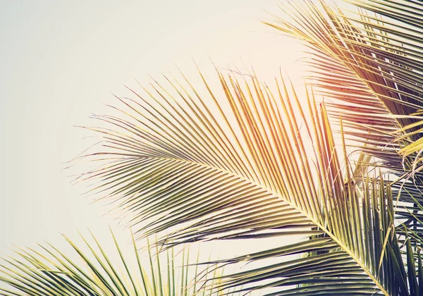 Зеленый Лист Пальмы Фоном — стоковое фото