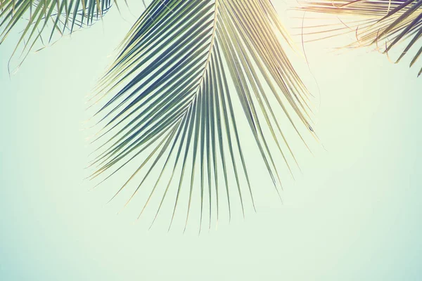 Liść Palmowy Zielony Tłem — Zdjęcie stockowe