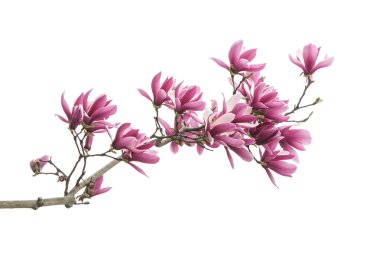 Beyaz arkaplanda izole edilmiş pembe manolya çiçekleri