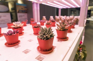 Organik hidroponik Minyatür sulu bitkiler (etli kaktüs) Led Light Kapalı çiftlik ile büyümek, Tarım Teknolojisi