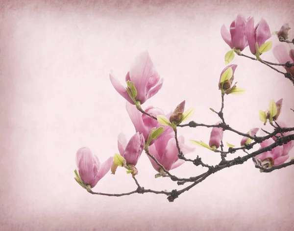 Pink Magnolia Flowers Old Paper Background — Stock Photo, Image