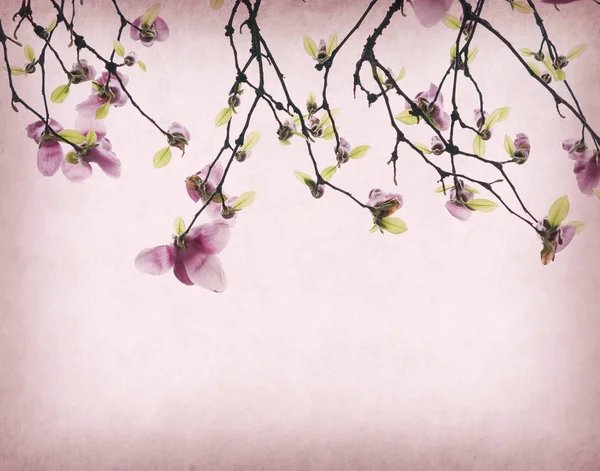 Pink Magnolia Flowers Old Paper Background — Stock Photo, Image