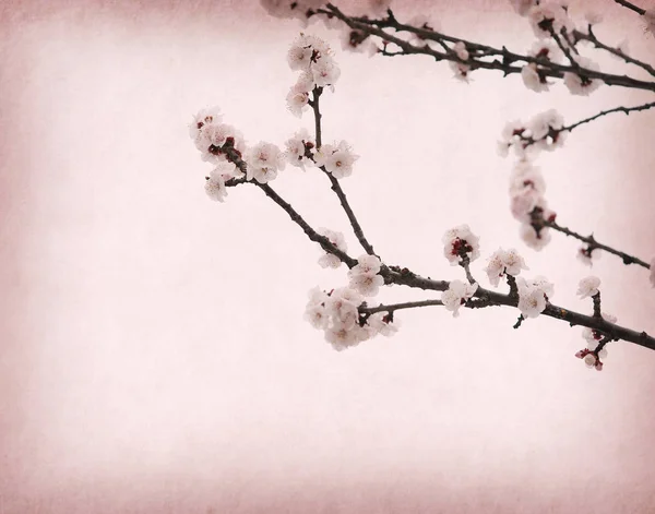 Plum Blossom Blossom Oude Antieke Vintage Papier Achtergrond — Stockfoto