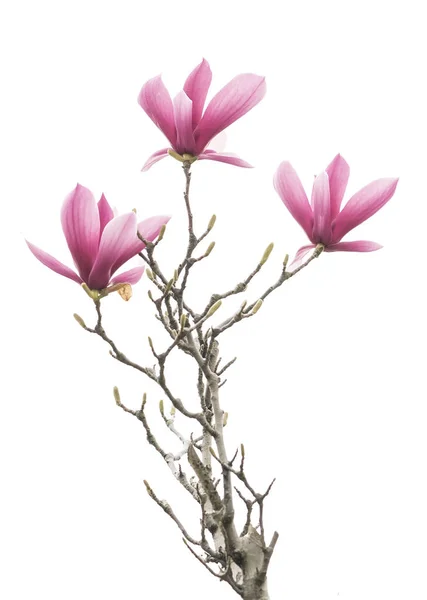 Pink magnolia flowers isolated on white background