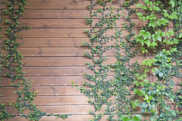 Ivy Tegelvägg — Stockfoto