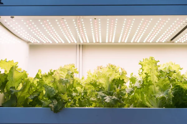 Hortalizas Hidropónicas Orgánicas Crecen Con Luz Led Granja Interior Tecnología — Foto de Stock