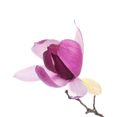 Beyaz arkaplanda izole edilmiş pembe manolya çiçekleri