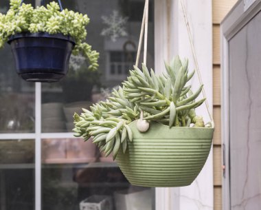  Bahçedeki minyatür sulu bitkiler