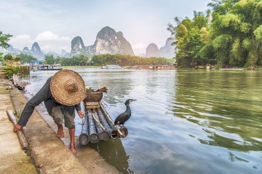 Geleneksel Çince karabatak balıkçı Yangshuo, Çin'Li Nehri üzerinde.