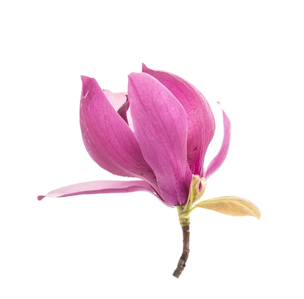 Roze Magnolia Bloemen Geïsoleerd Witte Achtergrond — Stockfoto