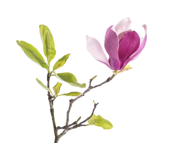 Roze Magnolia Bloemen Geïsoleerd Witte Achtergrond — Stockfoto