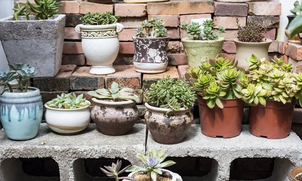 Miniature Succulent Plants Garden — Stock Photo, Image