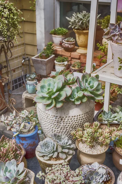 Miniature Succulent Plants Garden — Stock Photo, Image