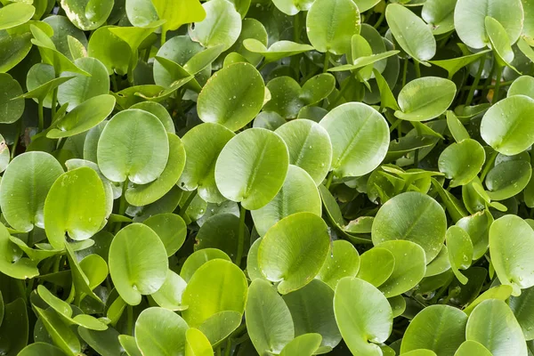 Зеленая Композиция Зелеными Листьями Eichhornia Crassipes — стоковое фото