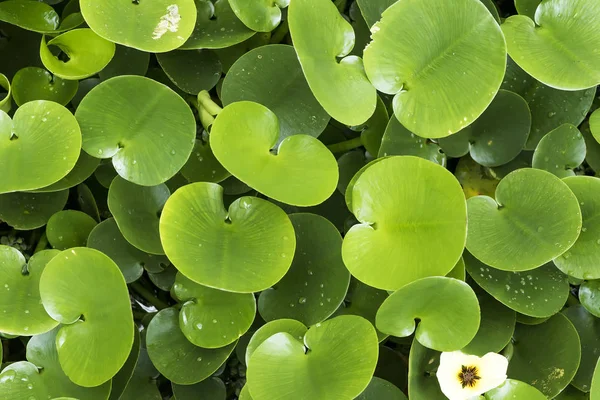 Grüne Komposition Mit Grünen Blättern Von Eichhornia Crassipes — Stockfoto