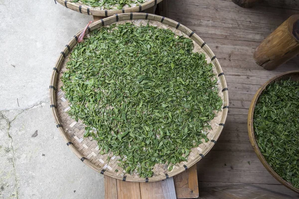 Novas Folhas Chá Verde Fresco Colhidas Dentro Recipiente Feito Bambu — Fotografia de Stock