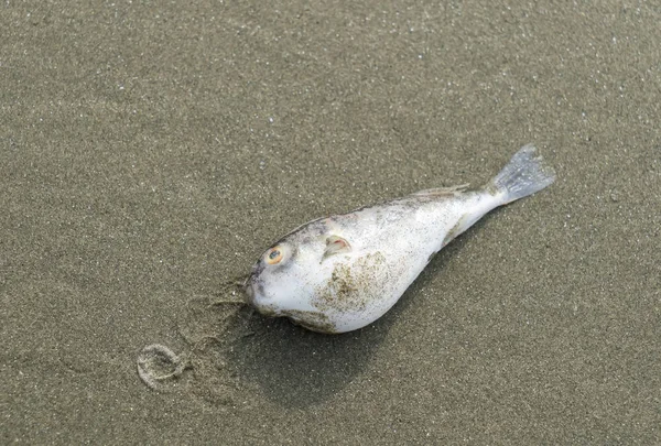 Dead Fish Seashore Stock Picture