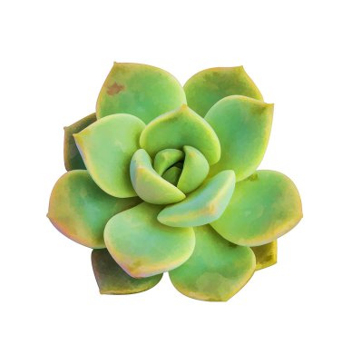 Sulu bitki beyaz arkaplanda izole edildi