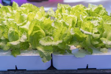 LED Light Indoor çiftliği ve tarım teknolojisi ile organik hidrofonik sebze yetiştiriliyor.