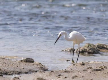 Beyaz Akbalıkçıl, Waterland 'da kalır.