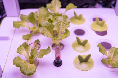 LED Light Indoor çiftliği ve tarım teknolojisi ile organik hidrofonik sebze yetiştiriliyor.