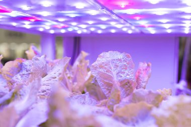LED Light Indoor çiftliği ve tarım teknolojisi ile organik hidrofonik sebze yetiştiriliyor.