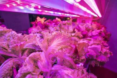 LED Light Indoor çiftliği ve tarım teknolojisi ile organik hidrofonik sebze yetiştiriliyor.