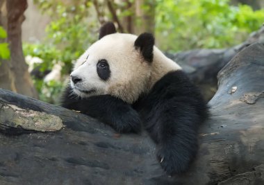 Dev panda yeme bambu, Vahşi Hayvanlar.