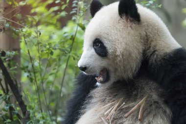 Dev panda yeme bambu, Vahşi Hayvanlar.