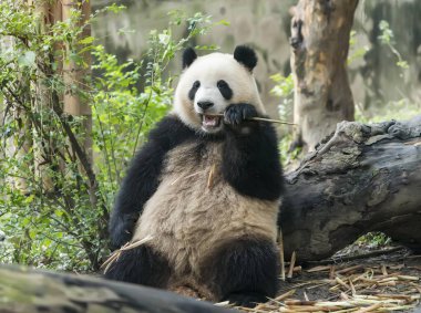 Dev panda yeme bambu, Vahşi Hayvanlar.