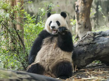 Giant panda eating bamboo,Wild Animals. clipart