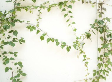 Eski grunge antika kağıt dokusunda yeşil sarmaşık