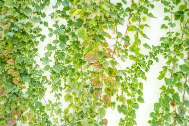 Eski grunge antika kağıt dokusunda yeşil sarmaşık