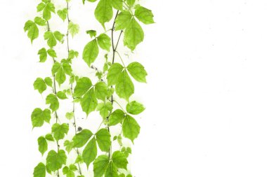 Eski grunge antika kağıt dokusunda yeşil sarmaşık