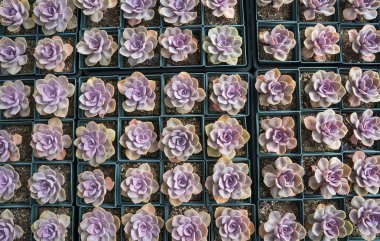 Bahçedeki minyatür sulu bitkiler (sulu kaktüsler)