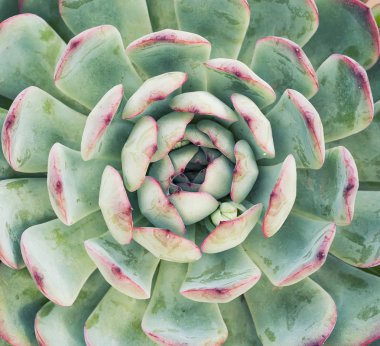 Bahçedeki minyatür sulu bitkiler (sulu kaktüsler)