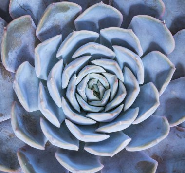 Bahçedeki minyatür sulu bitkiler (sulu kaktüsler)