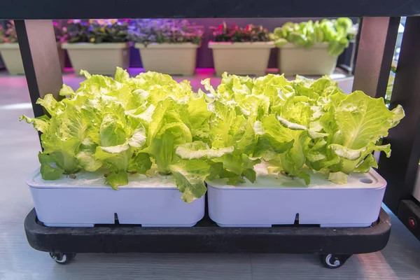 Organic Hydroponic Vegetable Grow Led Light Indoor Farm Agriculture Technology — Stock Photo, Image