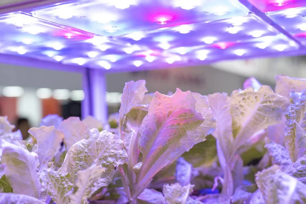 Βιολογικό Υδροπονικό Φυτό Αναπτύσσεται Led Light Indoor Farm Γεωργική Τεχνολογία — Φωτογραφία Αρχείου