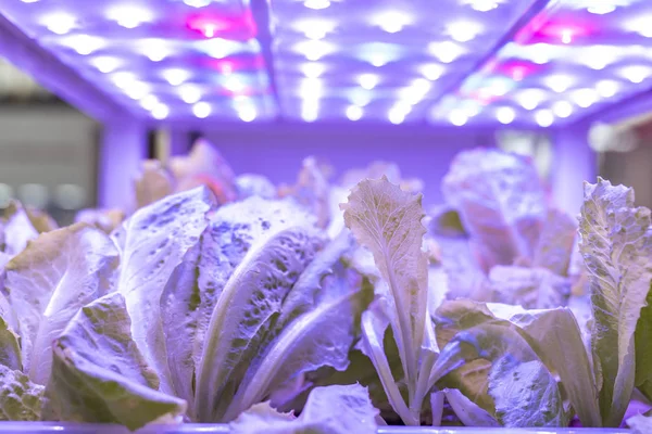 Vegetais Hidropônicos Orgânicos Crescem Com Led Light Indoor Farm Tecnologia — Fotografia de Stock