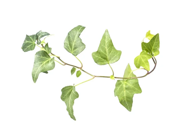 Ivy Leaves Isolated White Background — Stock Photo, Image