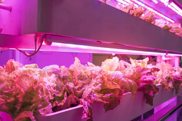 Biologische Hydrocultuur Groente Groeien Met Led Licht Indoor Boerderij Landbouw — Stockfoto